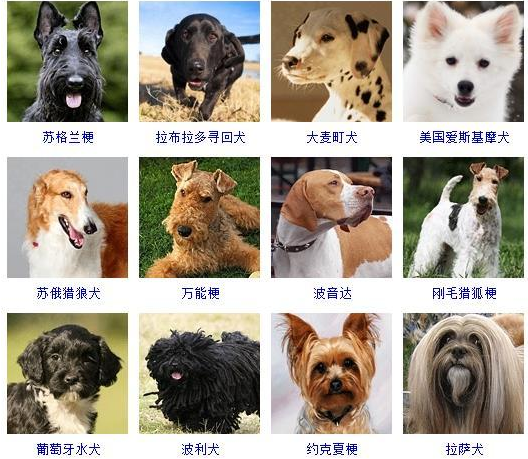 72种名犬图片及名字