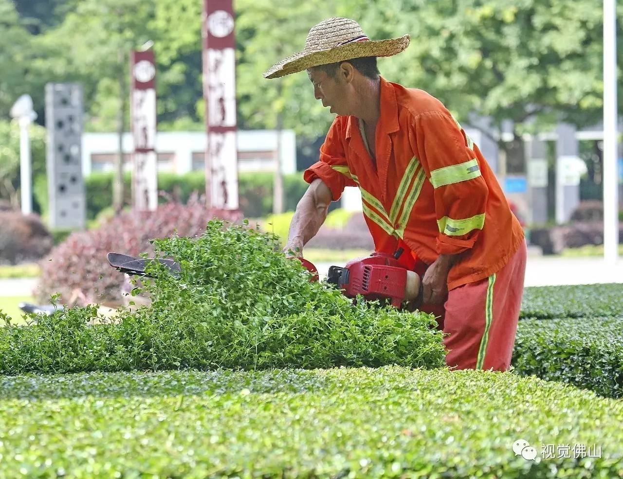 路人劝阻大妈不要放羊啃食绿化带，大妈为何还不领情？