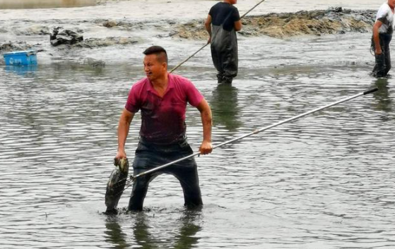 六安城西湖水位大降引万人抓鱼场面壮观，水位下降会带来哪些影响？