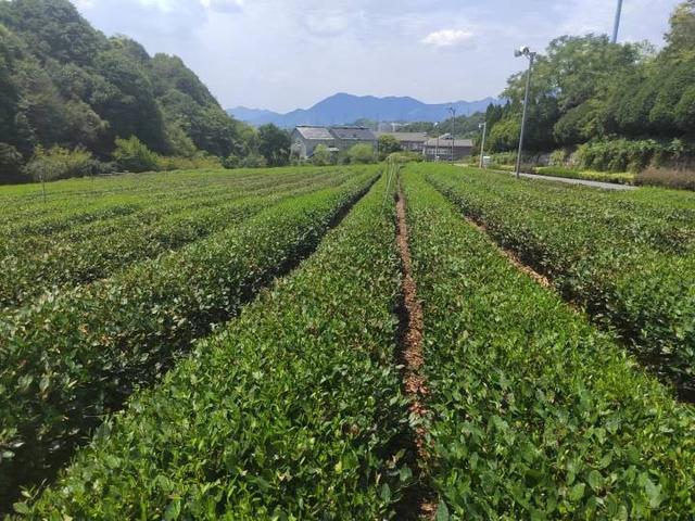 西湖龙井茶树9成被晒干，当地的气温到底有多高呢？农户的损失有多大呢？