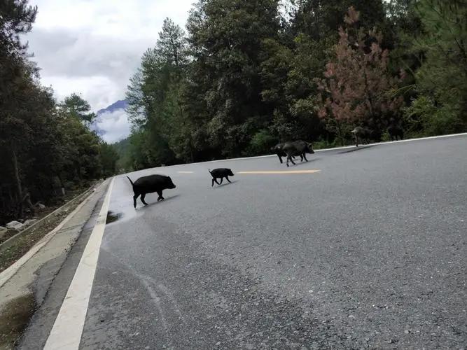 安徽多地野猪泛滥，猪仔排队过马路，这是一幕什么样的场景？