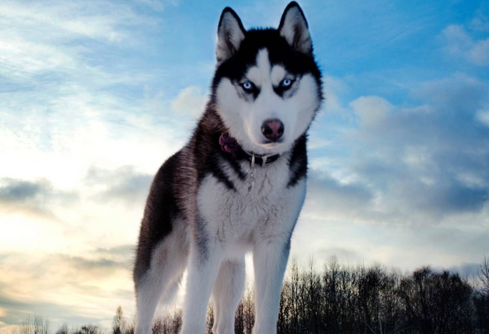 雪橇犬和哈士奇有什么区别啊?