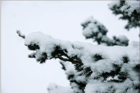 描写春雪的优美句子