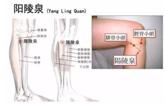 腓骨小头的位置