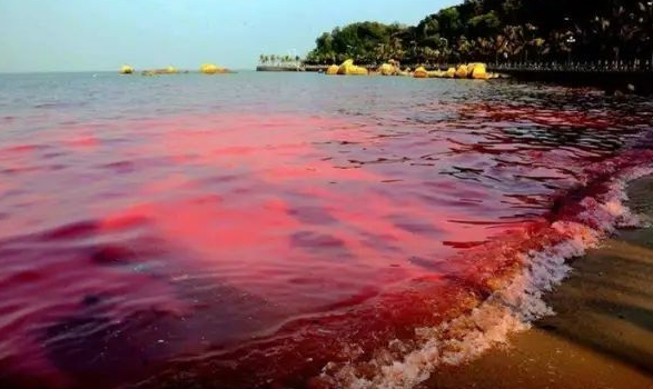 日本北海道暴发最严重赤潮危机，赤潮会对水生物造成什么影响？