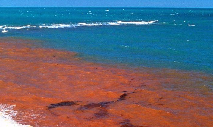 日本北海道暴发最严重赤潮危机，赤潮会对水生物造成什么影响？