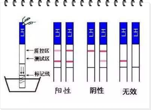 阴性阳性是什么意思、