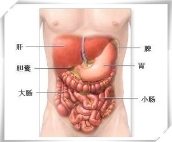 人的胆在什么位置