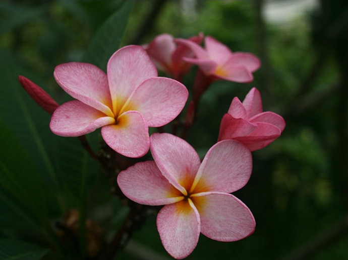 缅栀花的品种