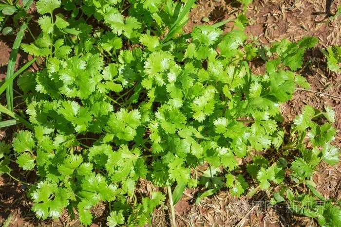 芫荽是什么意思