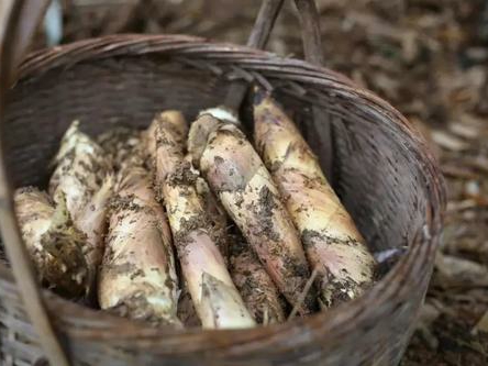 游客挖竹笋遭村民索赔1根1万，这样的索赔是否太过分了？