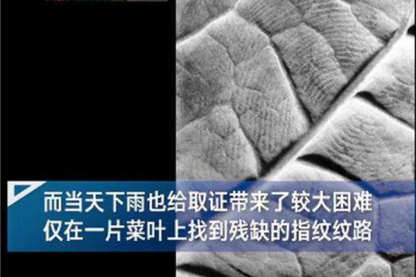 菜叶残缺指纹破获19年前命案，19年前到底发生了什么？