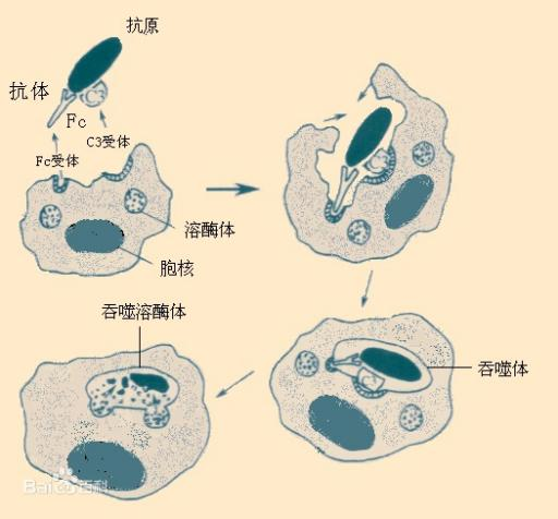 如何增强自身免疫力？