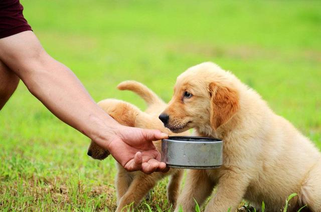 全犬期狗粮幼犬可以吃吗