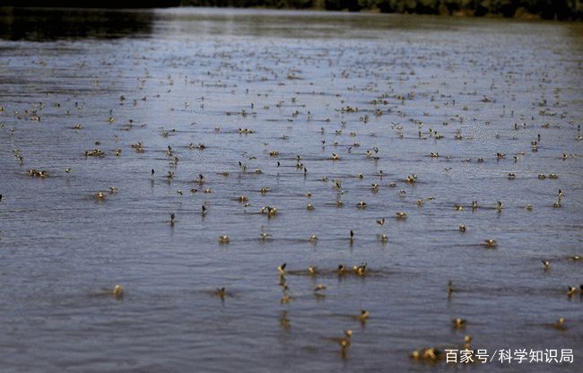 大量蜉蝣惊现邓州街头，农民担心庄家被吃，这究竟是怎么回事？