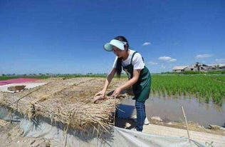 一女生辞职回乡后当茶农为村里增收，你大学毕业会选回乡还是在大城市发展？