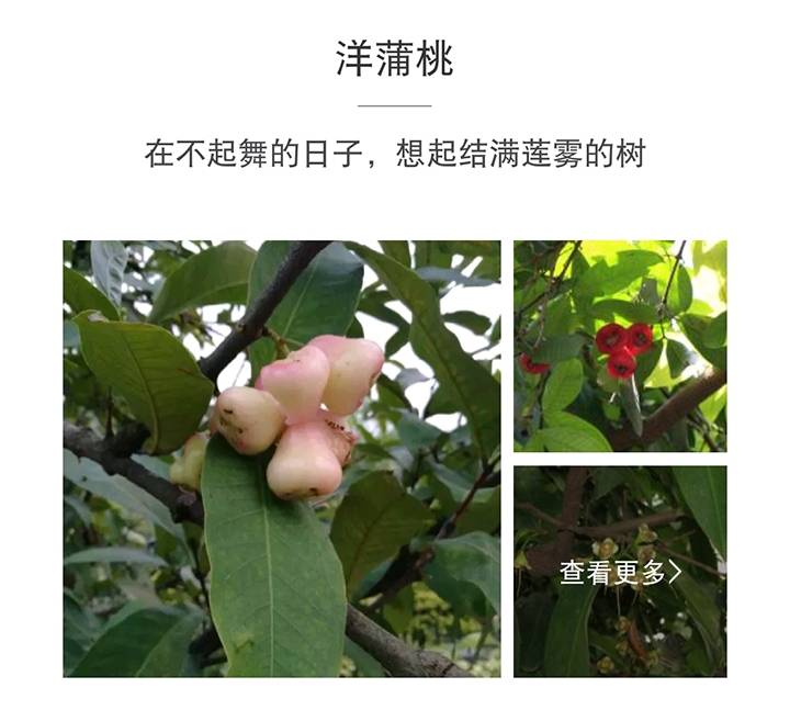 请问这是什么树，果实叫什么