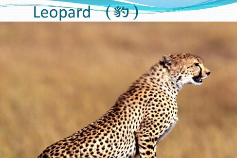 leopard是什么意思