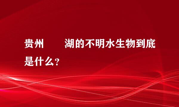 贵州牂牁湖的不明水生物到底是什么？