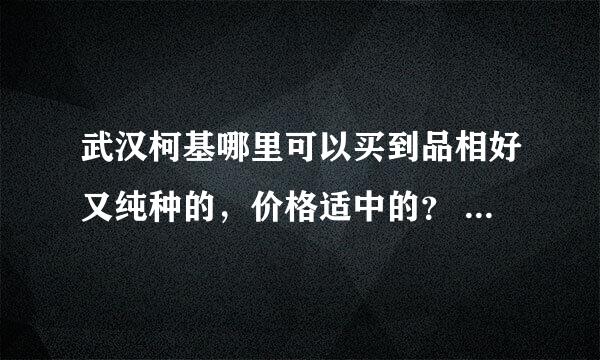 武汉柯基哪里可以买到品相好又纯种的，价格适中的？ （一定要健康！）