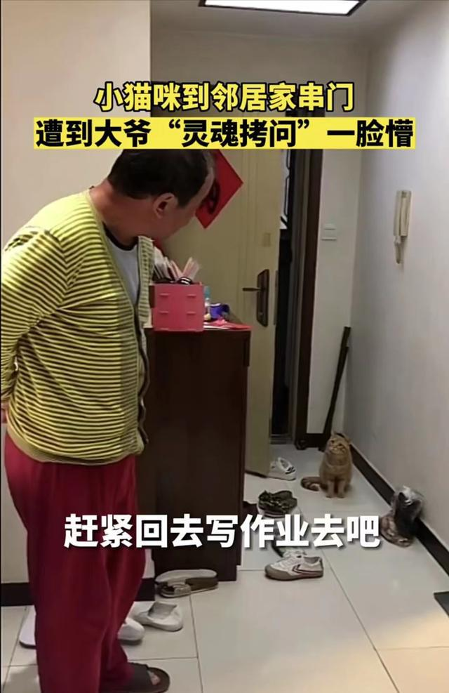 猫咪串门被邻居大爷灵魂拷问，邻居大爷都问了什么呢？