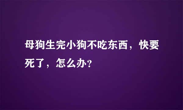 母狗生完小狗不吃东西，快要死了，怎么办？