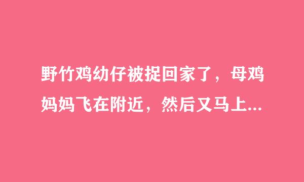 野竹鸡幼仔被捉回家了，母鸡妈妈飞在附近，然后又马上又放回山上窝里，竹鸡妈妈还会回来找小鸡吗？