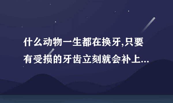 什么动物一生都在换牙,只要有受损的牙齿立刻就会补上一:鲨鱼二:鳄鱼？