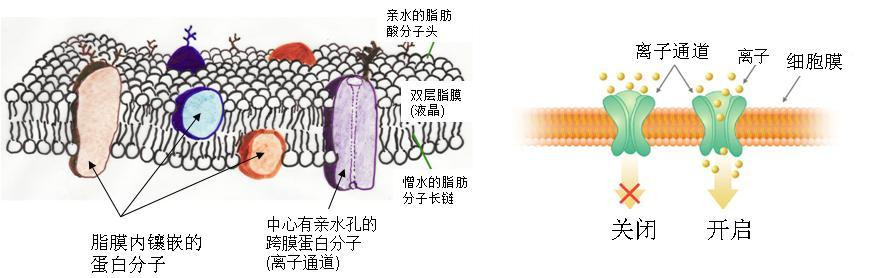 什么是离子通道？