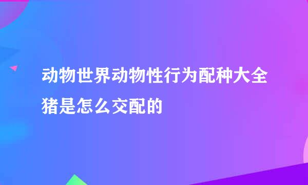 动物世界动物性行为配种大全猪是怎么交配的