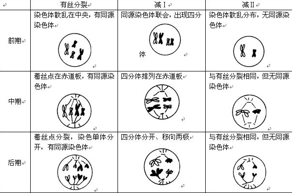 有丝分裂与减数分裂的共同点和差别