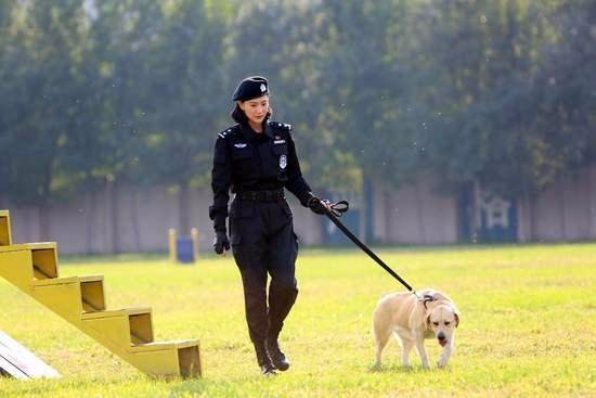 你都知道哪些关于警犬的电视剧？