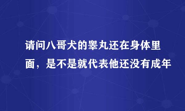 请问八哥犬的睾丸还在身体里面，是不是就代表他还没有成年