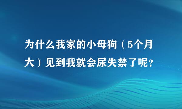 为什么我家的小母狗（5个月大）见到我就会尿失禁了呢？