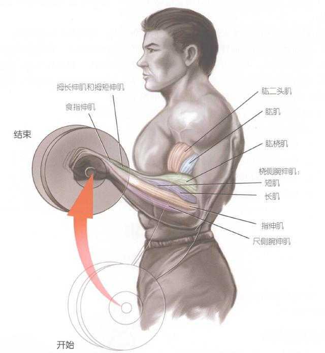 正确锻炼二头肌的方式