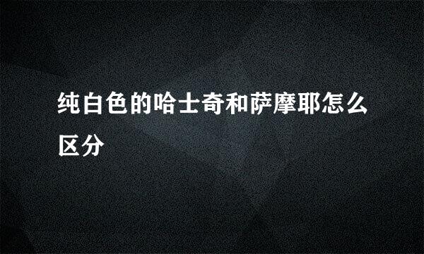 纯白色的哈士奇和萨摩耶怎么区分