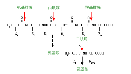 肽酶的用途