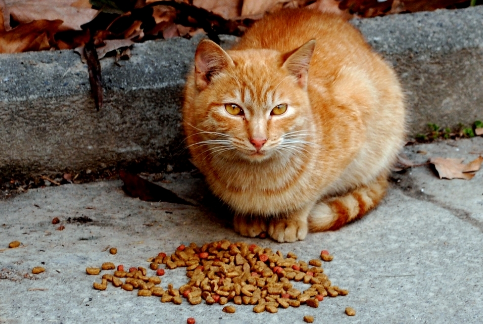 猫粮排行榜前十名