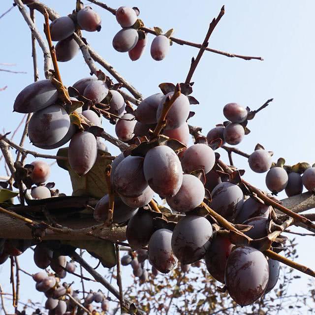 家里种植黑枣树好不好?