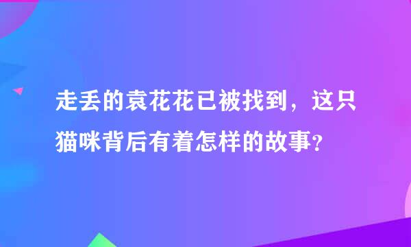 走丢的袁花花已被找到，这只猫咪背后有着怎样的故事？