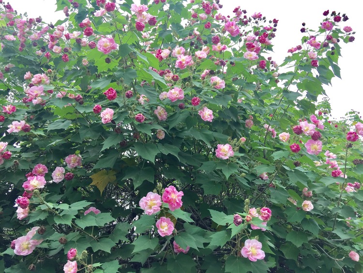 芙蓉花是几月份开花