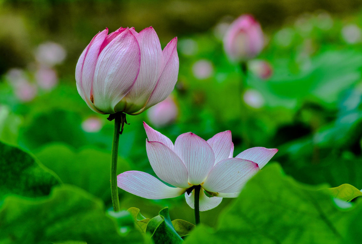 清水出芙蓉,天然去雕饰赞美的是什么