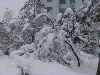 雪落在中国的土地上是谁写的