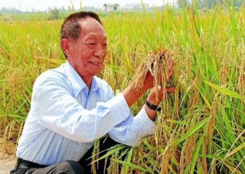 袁隆平的梦想原句