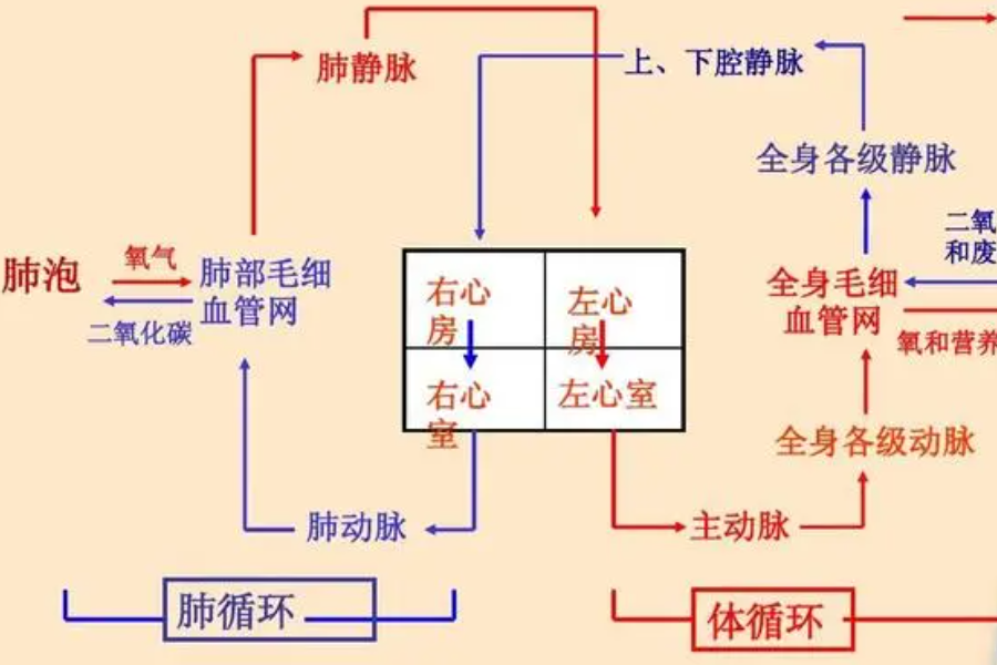 循的组词是什么