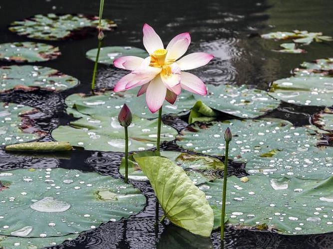 梅雨季节是什么时间