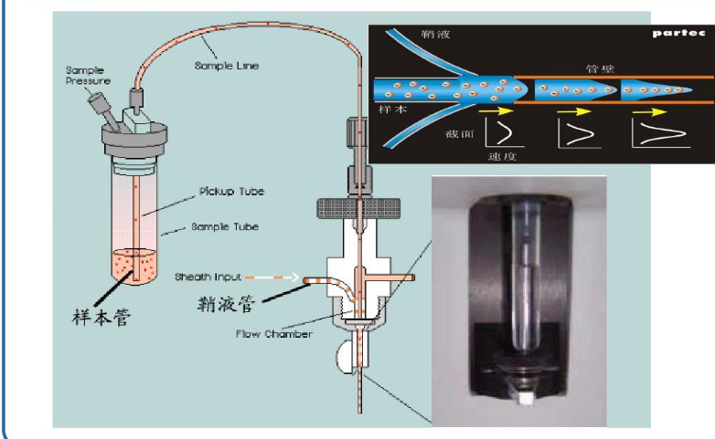 CD11的正常值是多少？