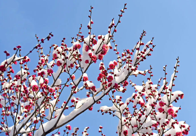 傲雪寒梅代表什么意思