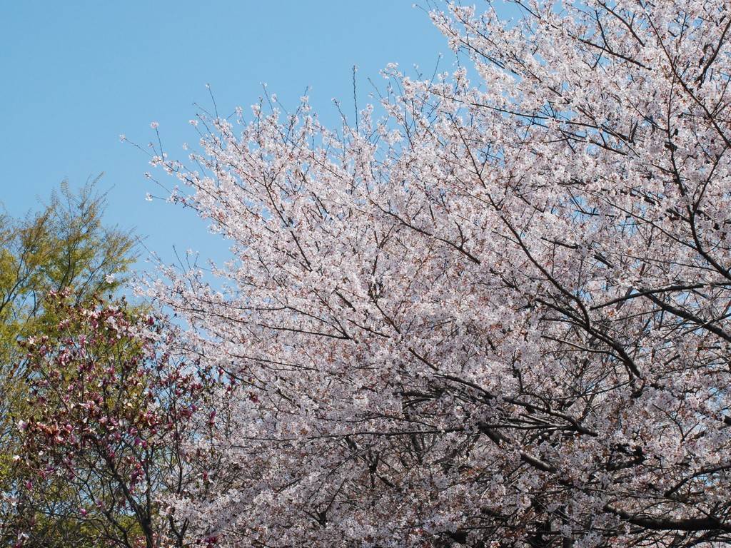 求超高像素日本风景图