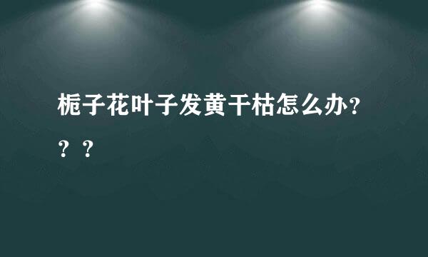 栀子花叶子发黄干枯怎么办？？？